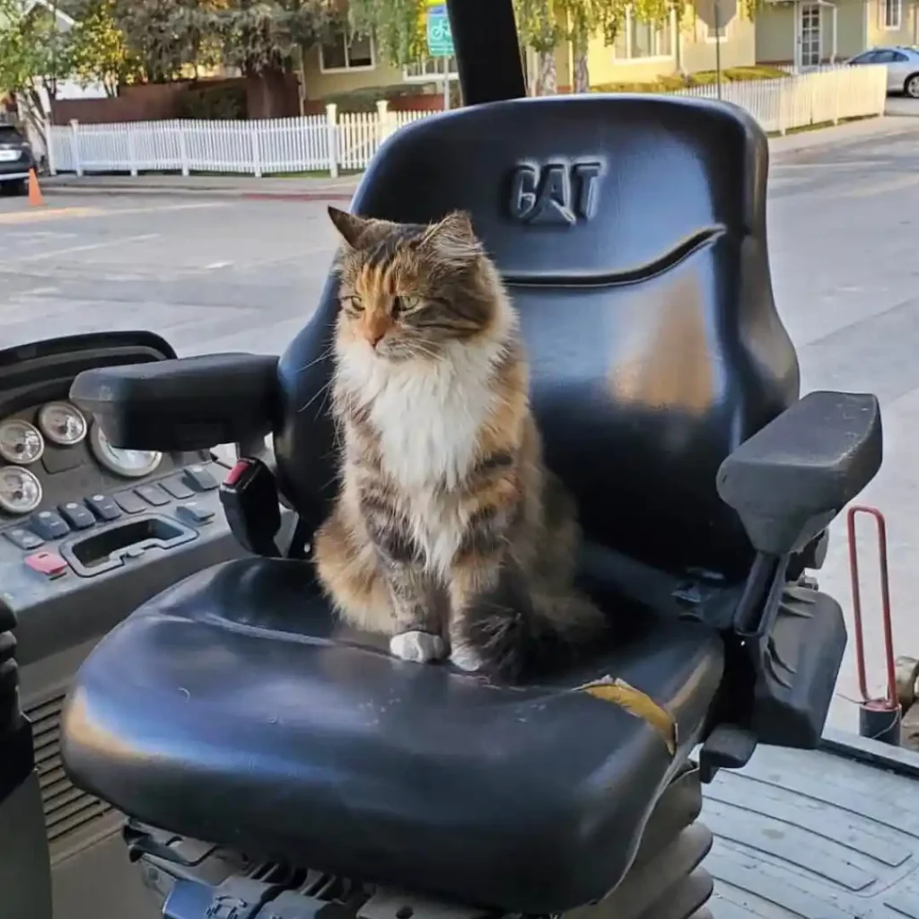 cat social media tractor